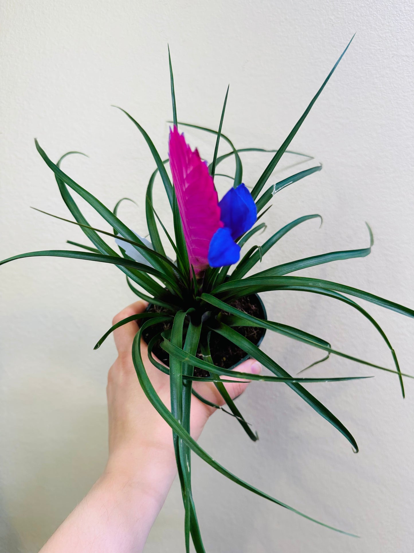 Tillandsia cyanea