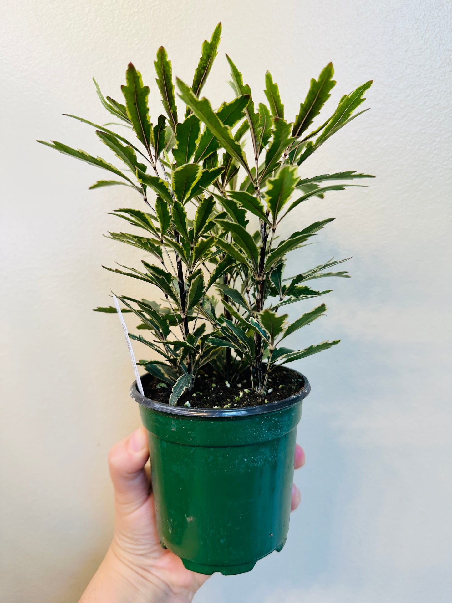 Plerandra elegantissima ‘variegata’