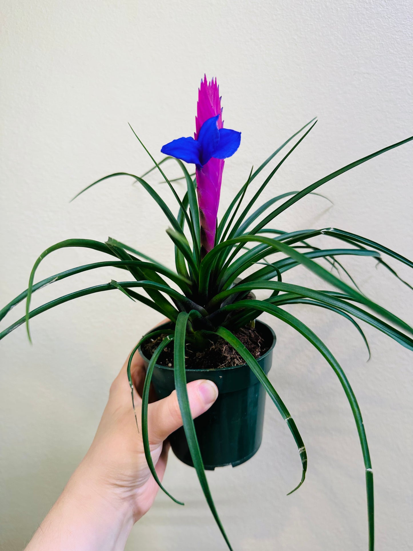 Tillandsia cyanea