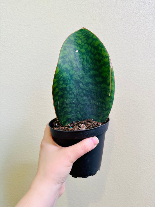 Snake plant whale fin 4 inch